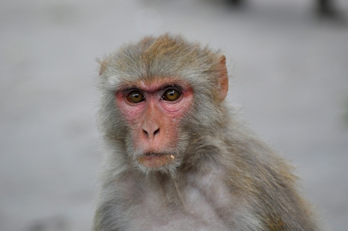 Imágen del mono rhesus